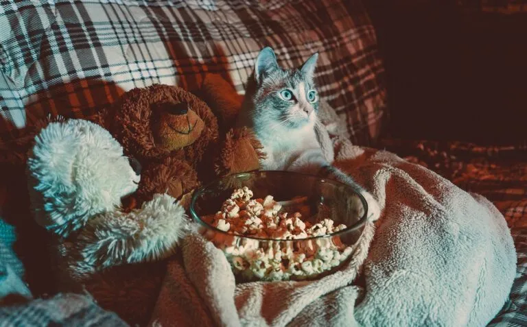 chat regarde la télé sur un canapé avec des pop corn