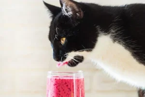 4 recettes faciles de boissons et smoothies maison pour votre chat