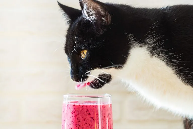 chat noir et blanc deguste un smoothie