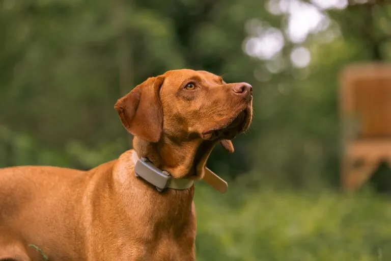 chien marron avec collier à traceur gps