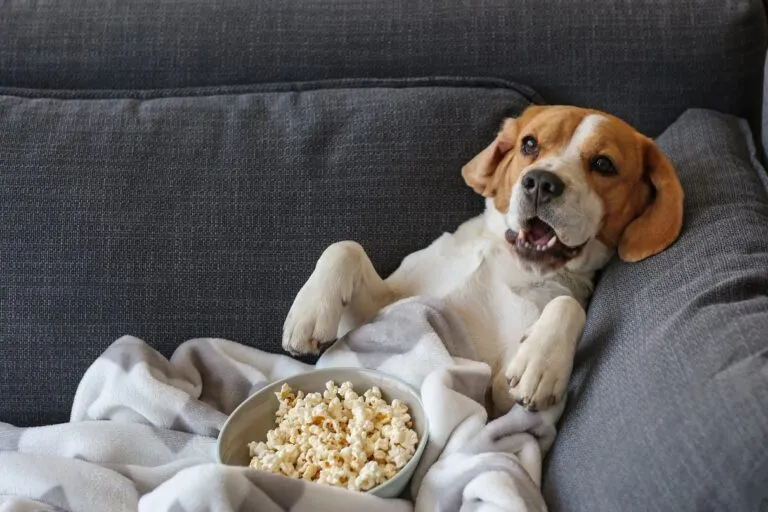 chien couché sur le canapé avec du pop corn