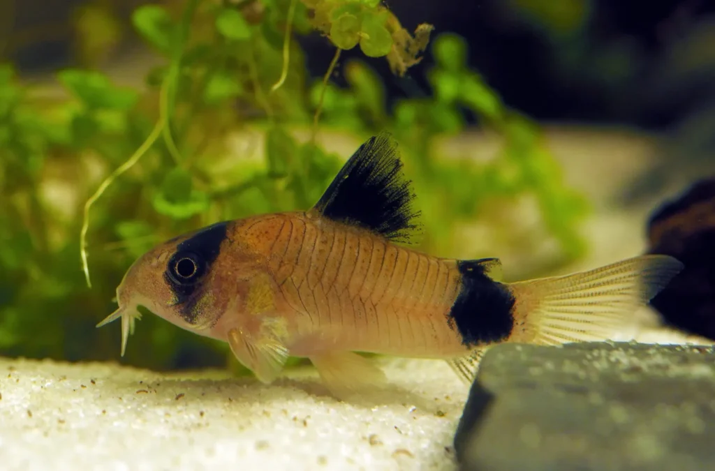 Corydoras panda dans aquarium