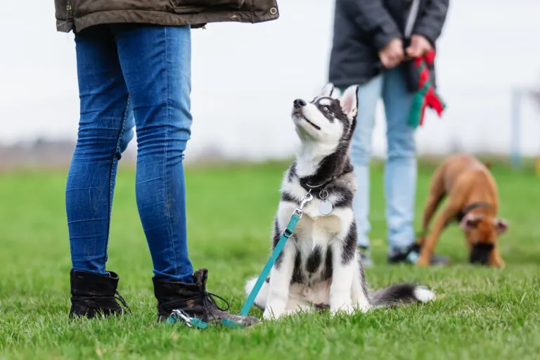chiot husky dans école canine apprend le travail à la longe