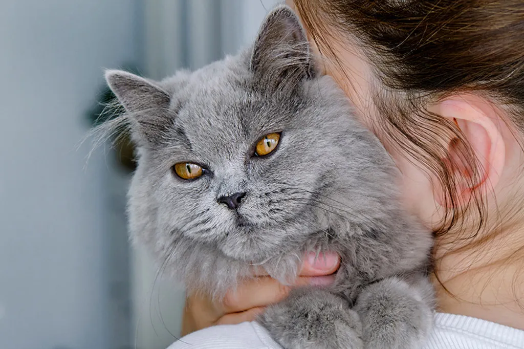 Un femme tient un chat gris dans ses bras.