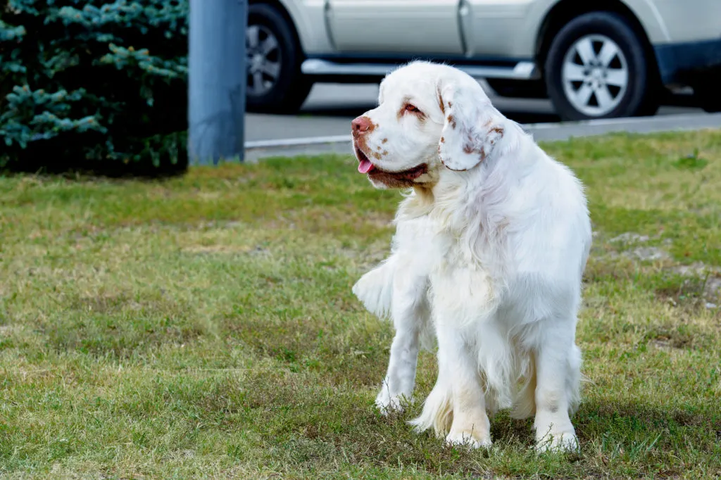 Clumber Spaniel aux aguets