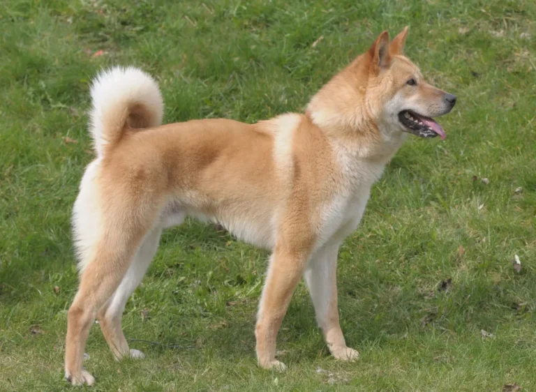 Jindo coréen de profil dans l'herbe