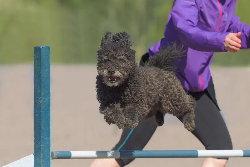 Pumi en pleine séance d'agility
