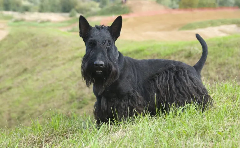 Terrier écossais noir dans l'herbe