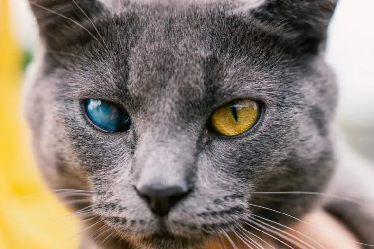 Chat gris souffrant de cataracte à un oei.