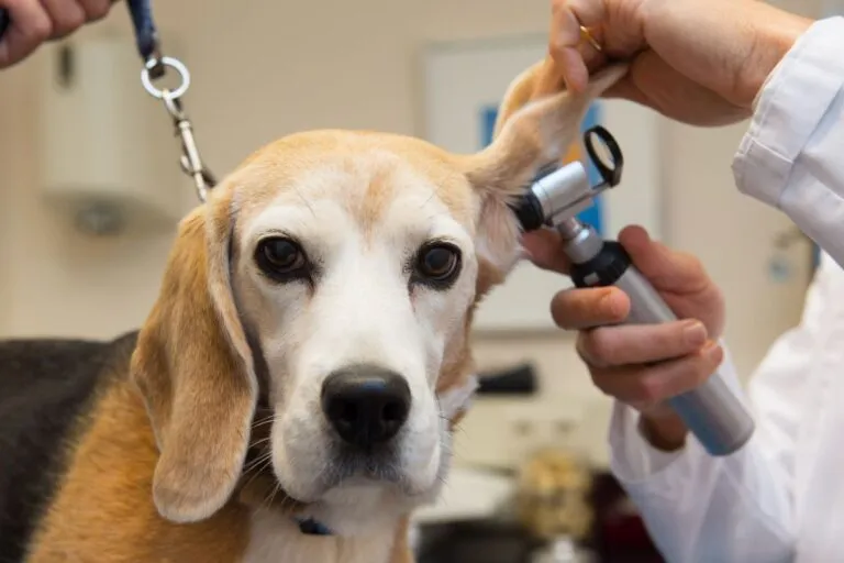 Un vétérinaire inspecte l'oreille d'un chien.