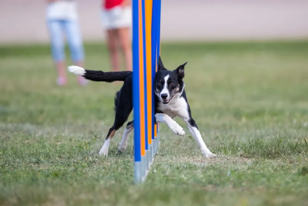 Chien qui n'a pas subi de caudectomie en pleine s&eacute;ance d'agility