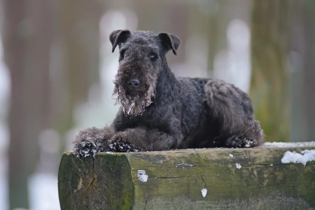 Lakeland terrier allong&eacute; sur un tronc