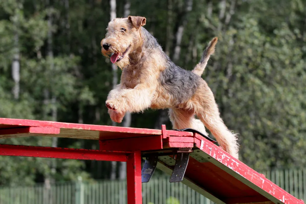 Lakeland terrier en pleine s&eacute;ance d'agility