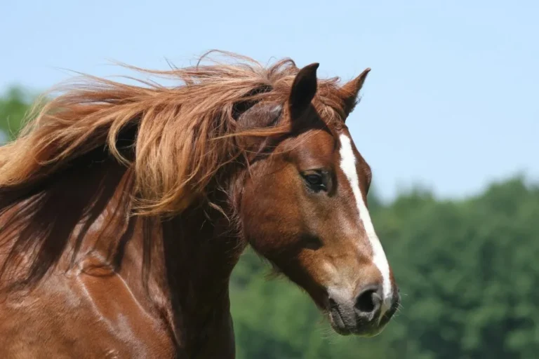 Portrait du Franches-Montagnes